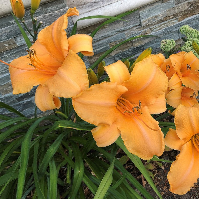 Lady Georgia Daylily | Tall & Stately | Oakes Daylilies