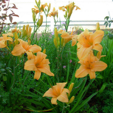 Lady Georgia Daylily from Oakes Daylilies