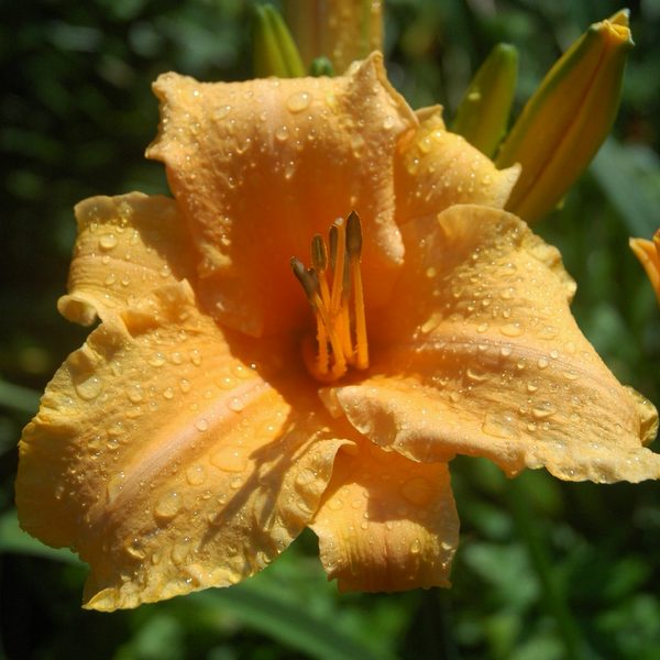 Lady Georgia Daylily from Oakes Daylilies