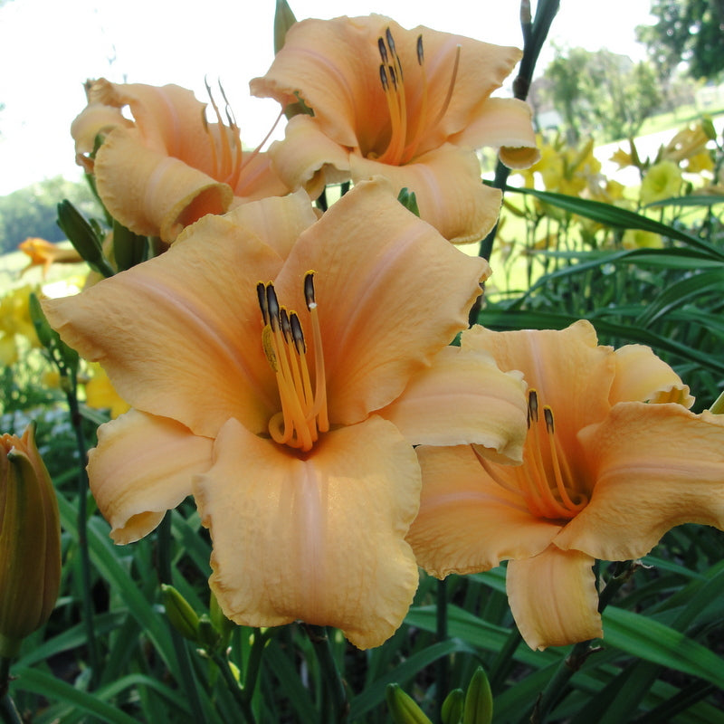 Lady Georgia Daylily from Oakes Daylilies