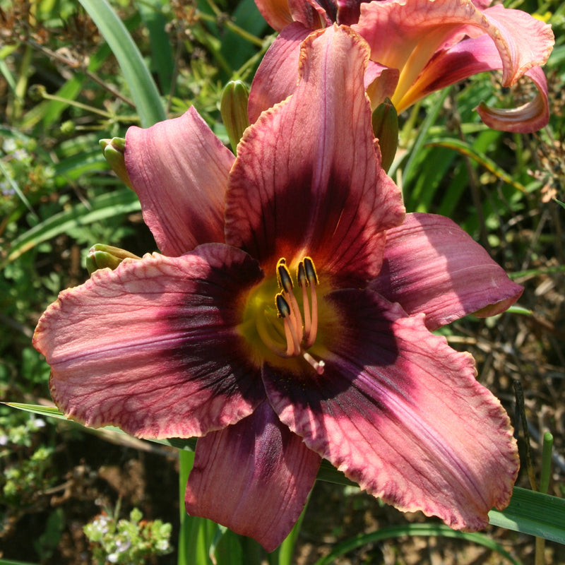 Jolly White Giant Daylily from Oakes Daylilies
