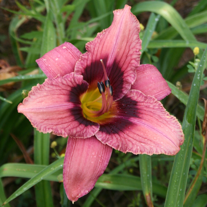 Lady Jackie Daylily from Oakes Daylilies