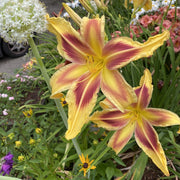 Lady Neva Daylily from Oakes Daylilies