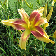Lady Neva Daylily from Oakes Daylilies
