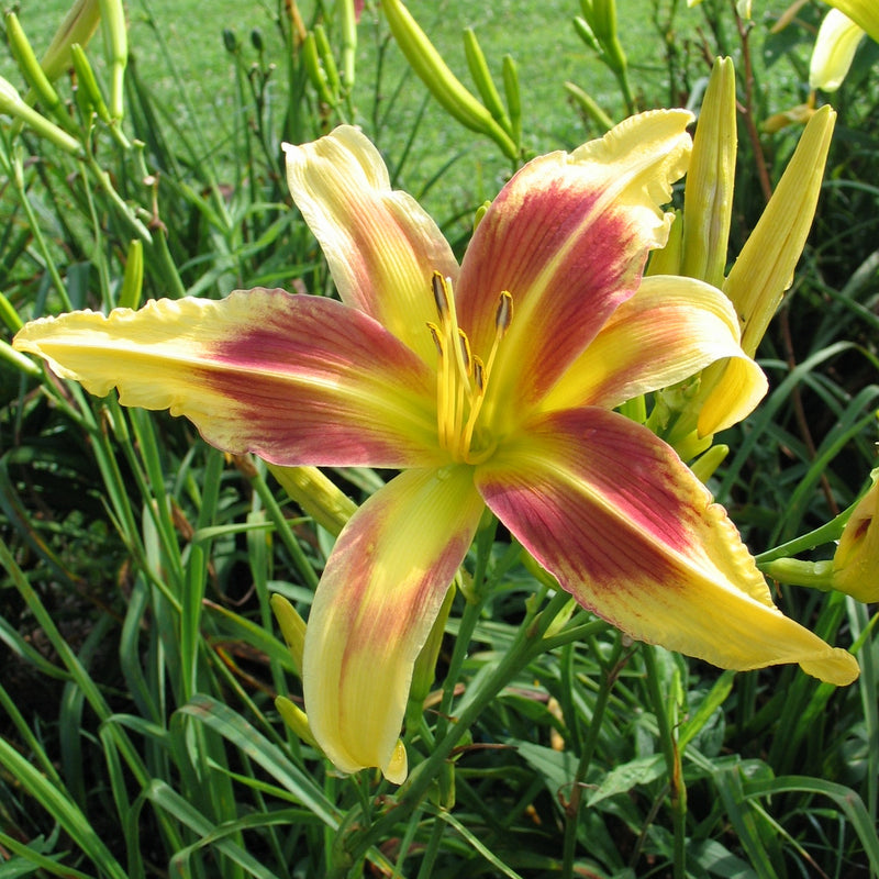 Lady Neva Daylily from Oakes Daylilies