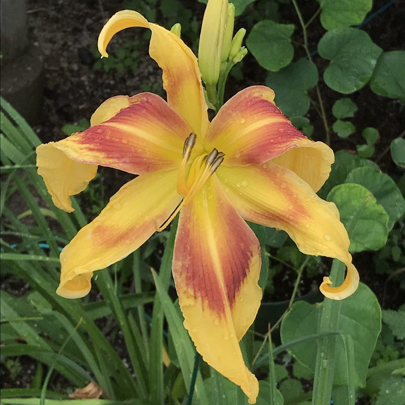Lady Neva Daylily from Oakes Daylilies