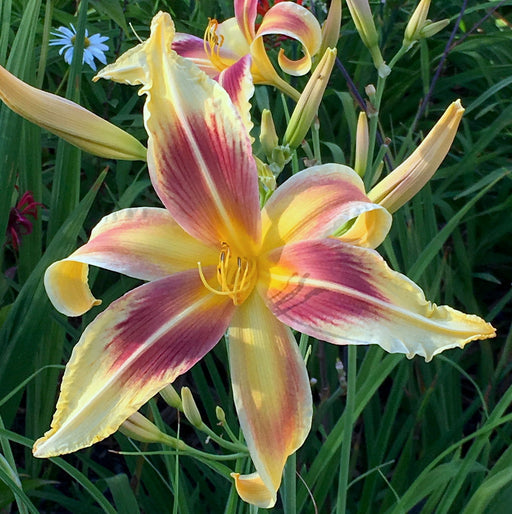 Lady Neva Daylily from Oakes Daylilies