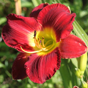 Lady Scarlet Daylily from Oakes Daylilies