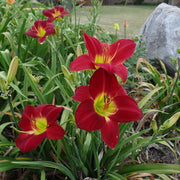 Lady Scarlet Daylily from Oakes Daylilies
