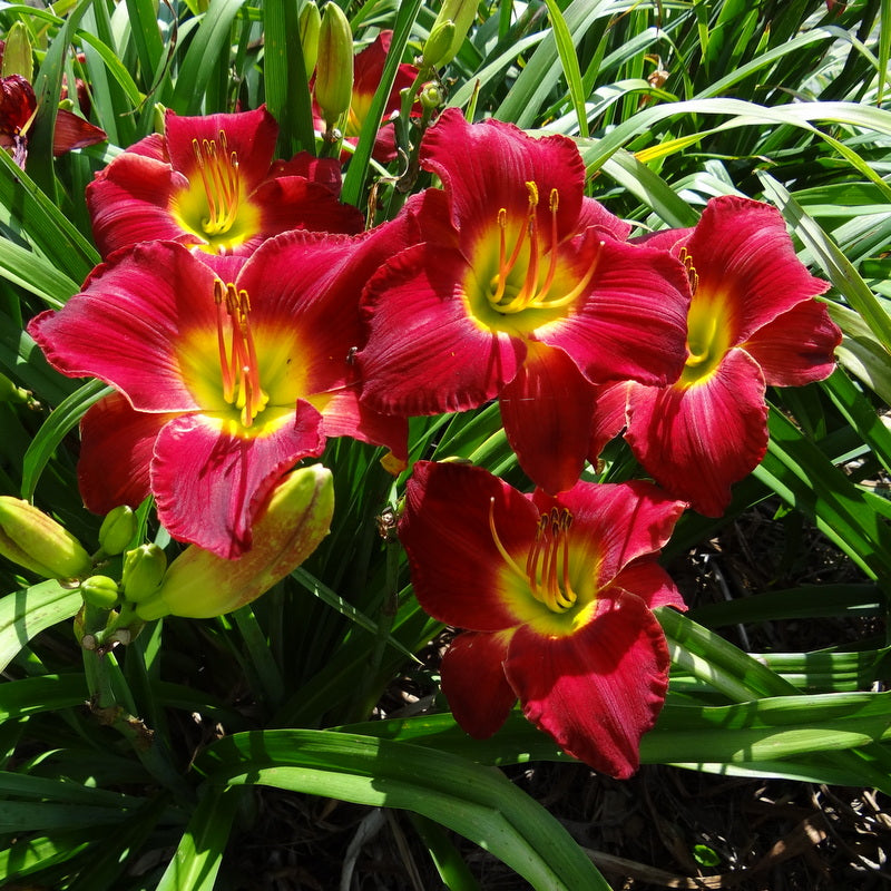 Lady Scarlet Daylily from Oakes Daylilies