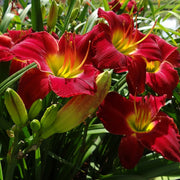 Lady Scarlet Daylily from Oakes Daylilies