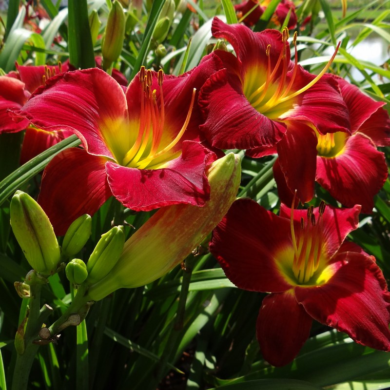 Lady Scarlet Daylily from Oakes Daylilies