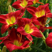 Lady Scarlet Daylily from Oakes Daylilies