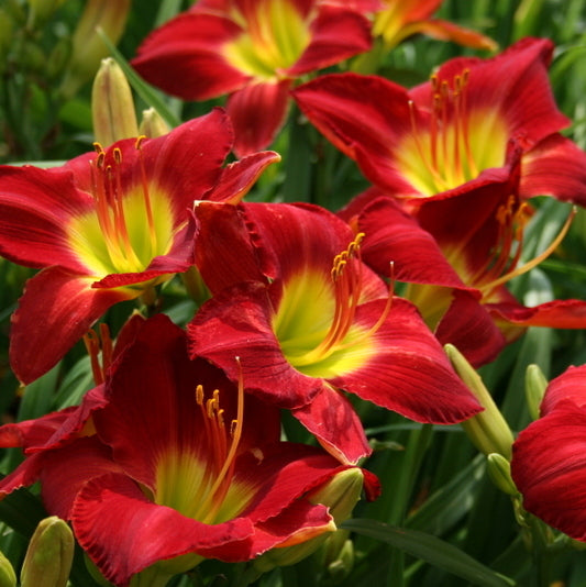 Lady Scarlet Daylily from Oakes Daylilies