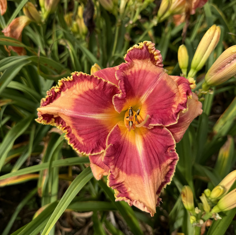 Lake of Fire Daylily from Oakes Daylilies