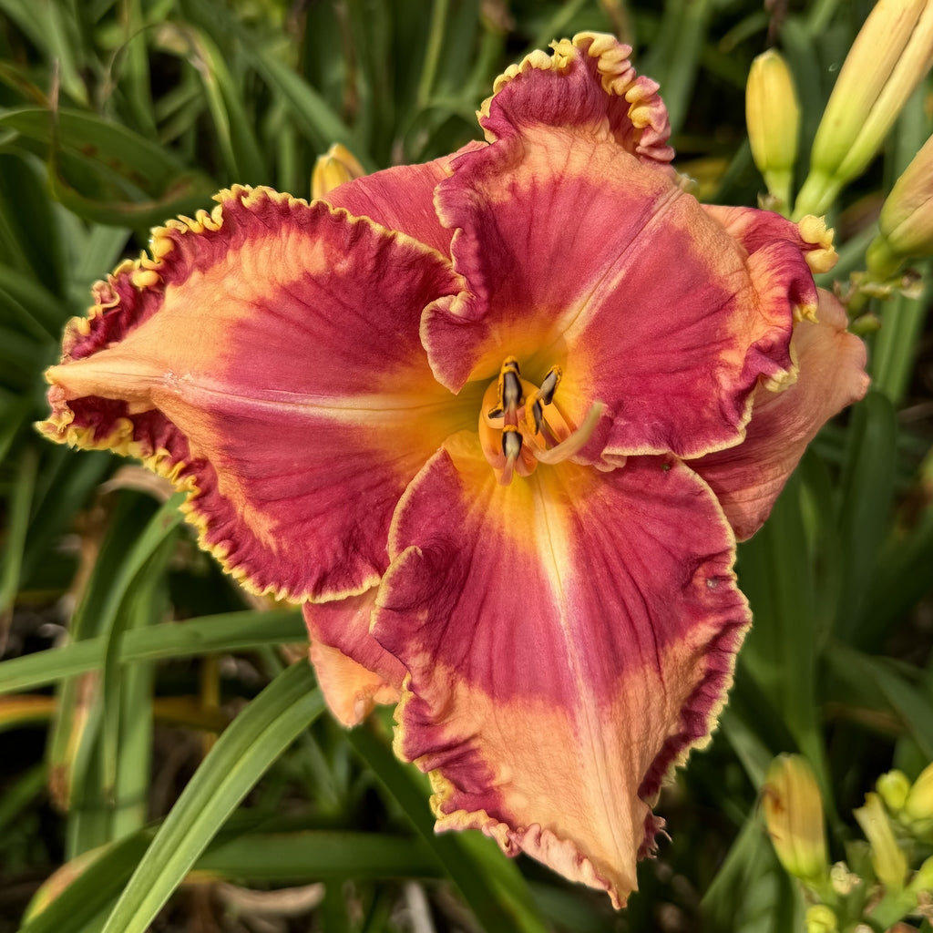 Lake of Fire Daylily |Spectacular Bloom | Oakes Daylilies