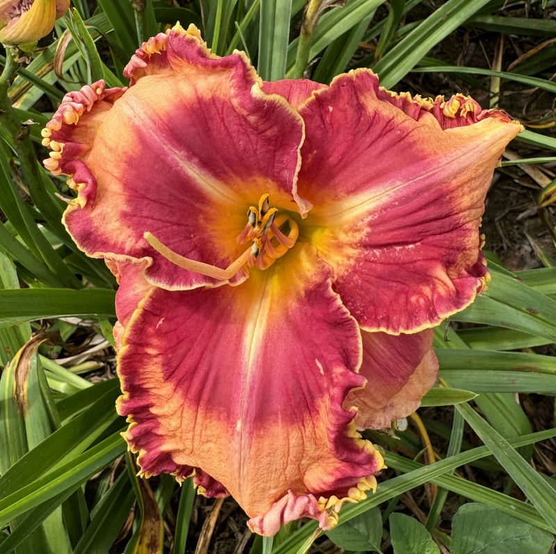 Lake of Fire Daylily