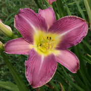 Lavender Deal Daylily from Oakes Daylilies