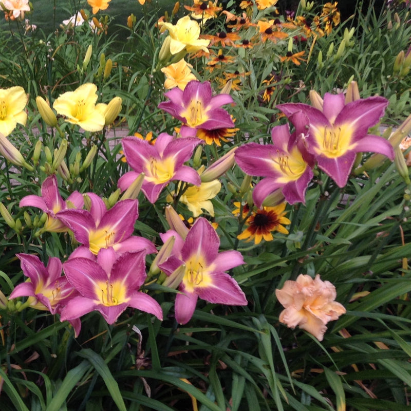 Lavender Deal Daylily from Oakes Daylilies
