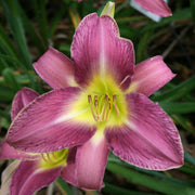 Lavender Deal Daylily from Oakes Daylilies