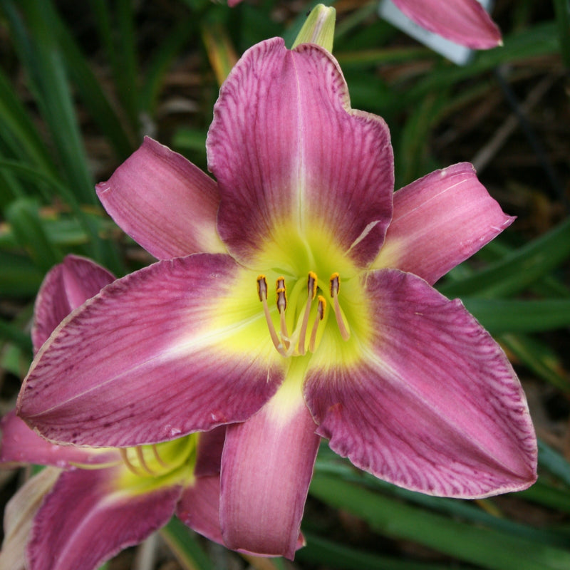 Lavender Deal Daylily from Oakes Daylilies