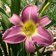 Lavender Deal Daylily from Oakes Daylilies