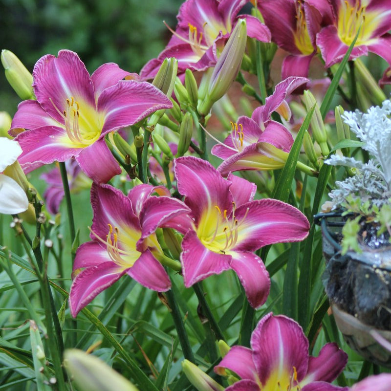 Lavender Deal Daylily from Oakes Daylilies