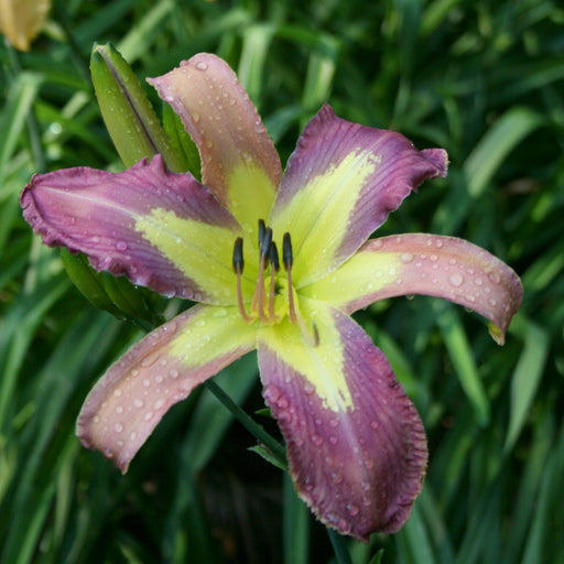 Lavender Echoes Daylily from Oakes Daylilies