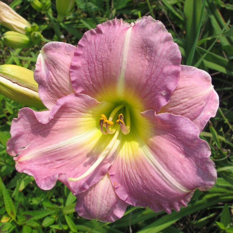Lavender Tonic Daylily from Oakes Daylilies