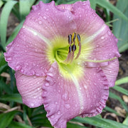 Lavender Tonic Daylily from Oakes Daylilies