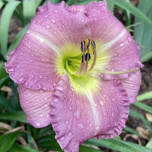 Lavender Tonic Daylily from Oakes Daylilies