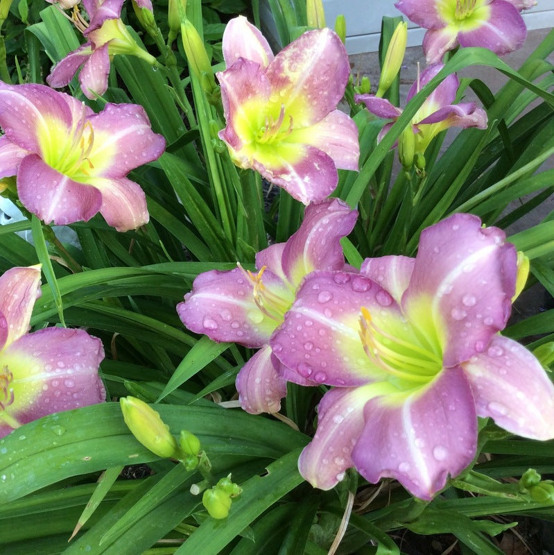 Lavender Vista Daylily | Prolific Blooming Beauty | Oakes Daylilies