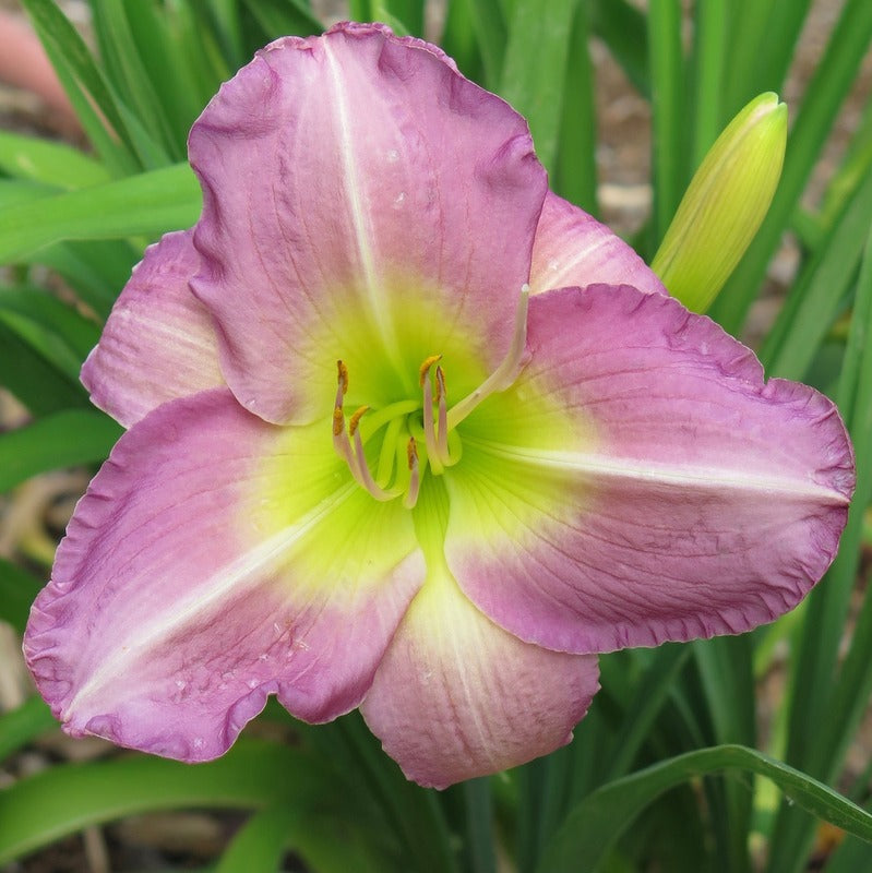 Lavender Vista Daylily from Oakes Daylilies