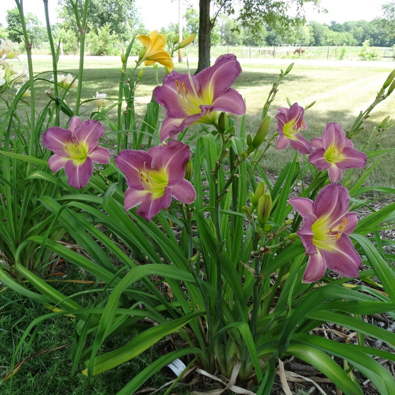 Lavender Vista Daylily from Oakes Daylilies