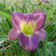 Lavender Vista Daylily from Oakes Daylilies