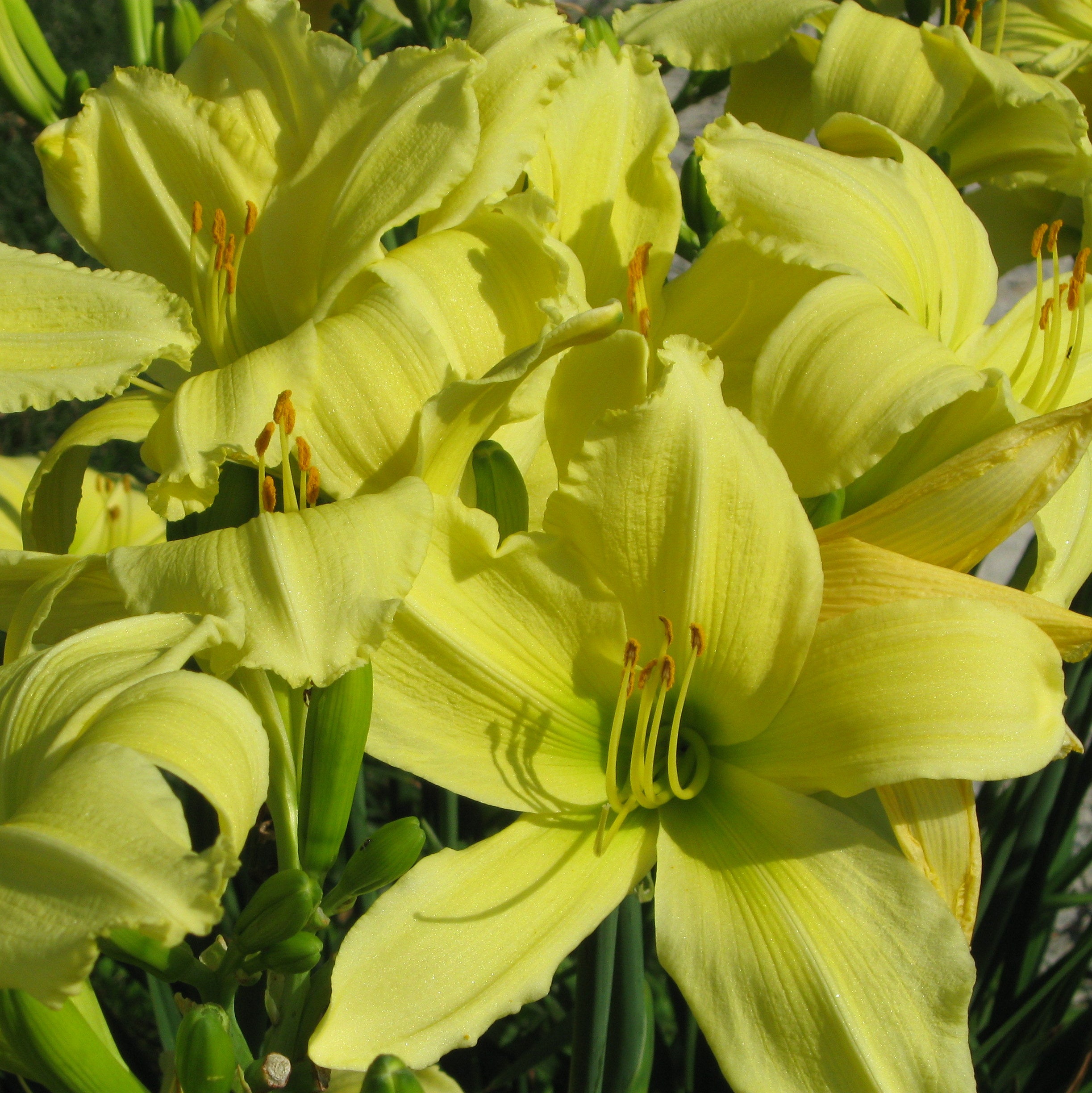 Lemon Vista Daylily | Great Choice for Warm Zones| Oakes Daylilies