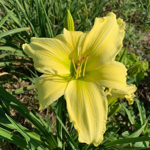 Lemon Vista Daylily | Great Choice for Warm Zones| Oakes Daylilies
