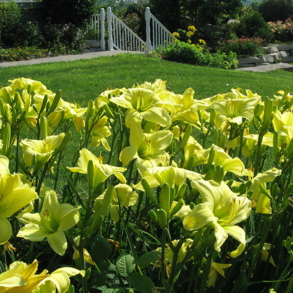 Lemon Vista Daylily from Oakes Daylilies