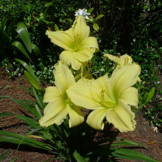 Lemon Vista Daylily | Great Choice for Warm Zones| Oakes Daylilies