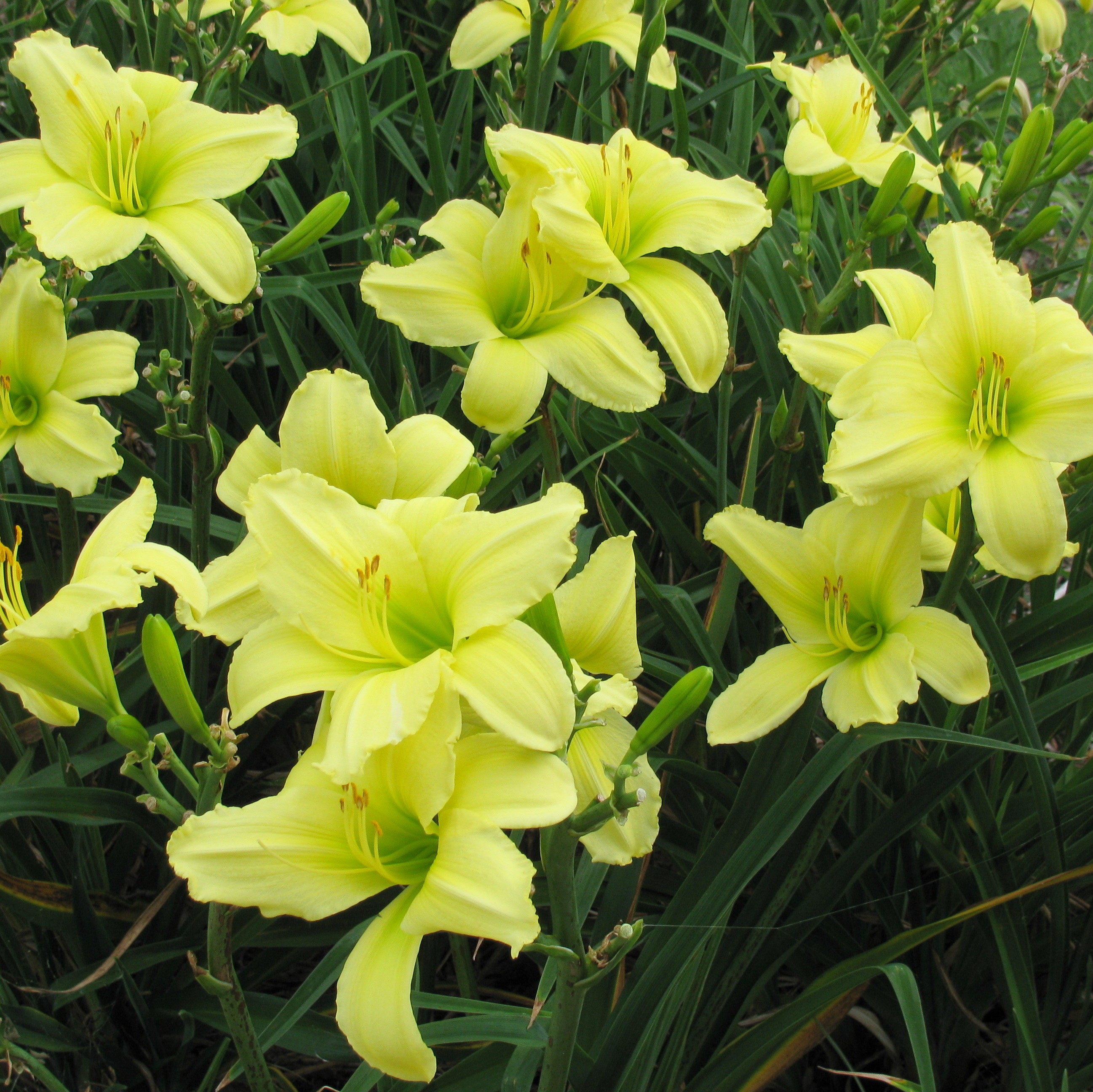 Lemon Vista Daylily | Great Choice for Warm Zones| Oakes Daylilies
