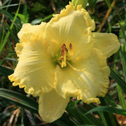 Lemon Whip Daylily from Oakes Daylilies