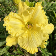 Lemon Whip Daylily from Oakes Daylilies