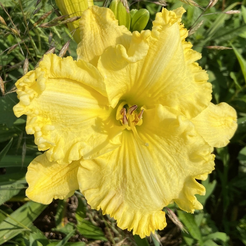 Lemon Whip Daylily from Oakes Daylilies