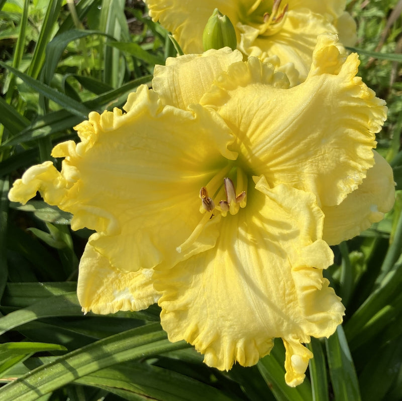 Lemon Whip Daylily from Oakes Daylilies