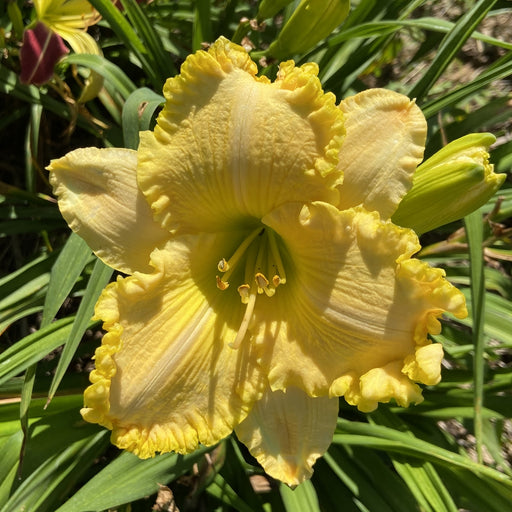 Lemonade Springs Daylily from Oakes Daylilies