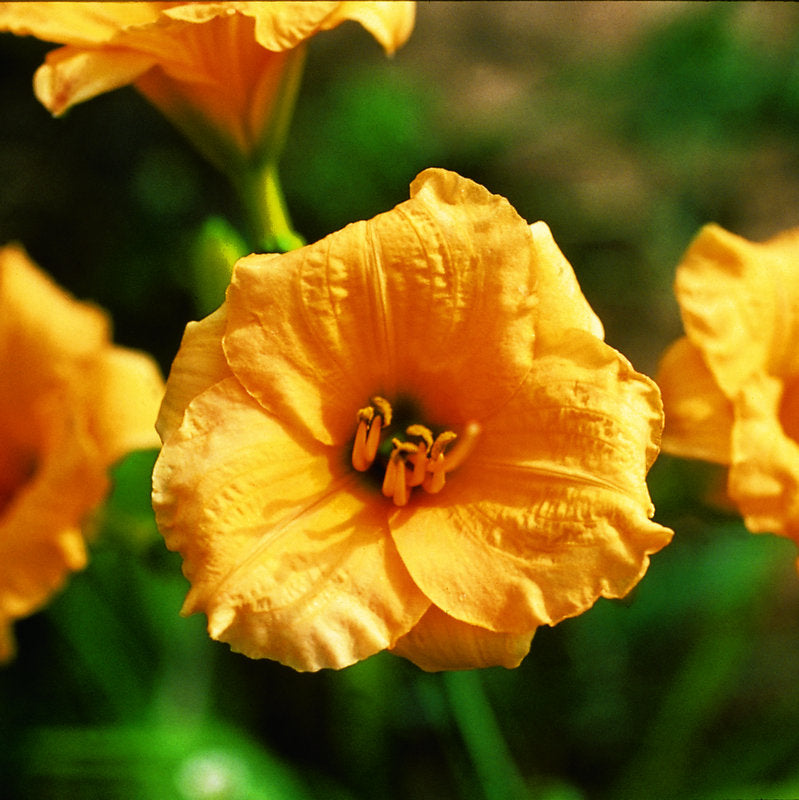 Leprechauns Wealth Daylily from Oakes Daylilies