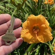 Leprechauns Wealth Daylily from Oakes Daylilies