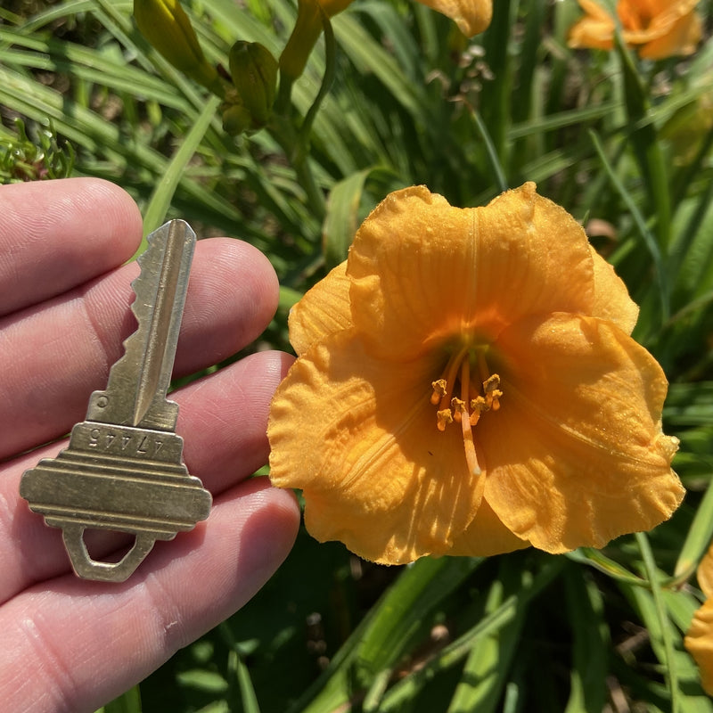 Leprechauns Wealth Daylily from Oakes Daylilies