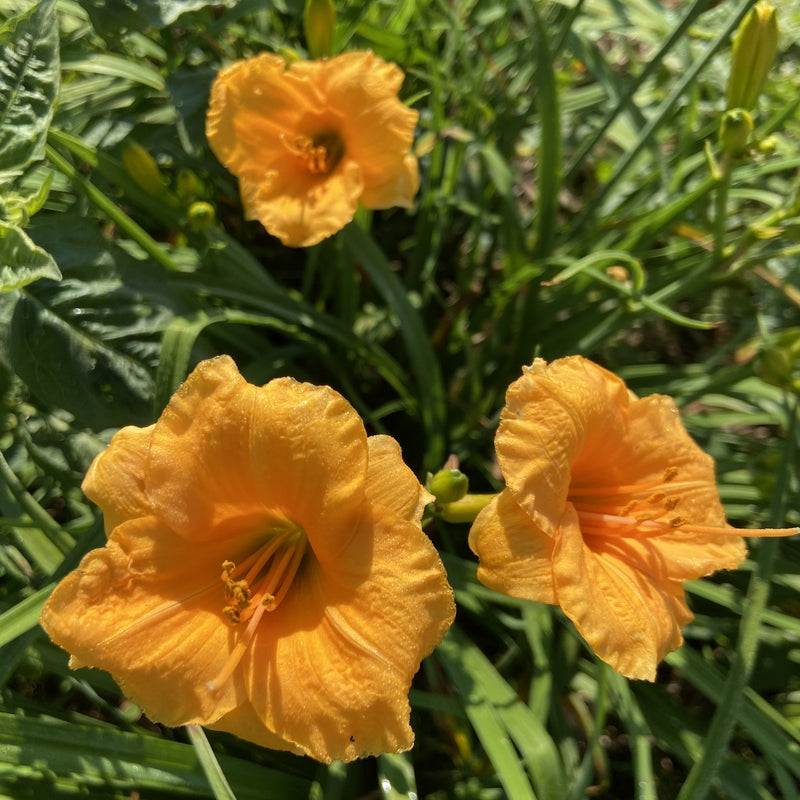 Leprechauns Wealth Daylily from Oakes Daylilies