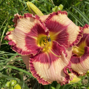 Lies and Lipstick Daylily from Oakes Daylilies